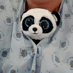 Panda à la place de la vésicule biliaire. בובת פנדה תמורת כיס המרה